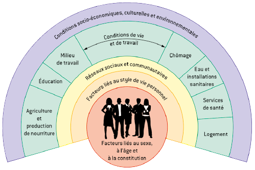 Diagramme DAHLGREEN et WHITEHEAD 1991