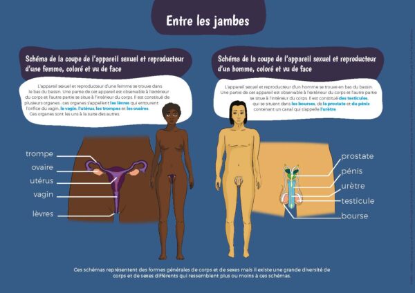 Pages de SCHEMAS-ANATOMIQUES-entre-les-jambes-2-5smnsu.pdf