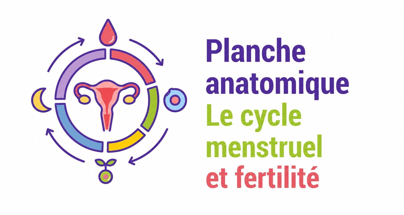 Planche anatomique Le cyle menstruel et la fertilité