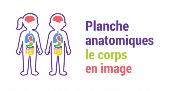 Planche anatomique le corps en image