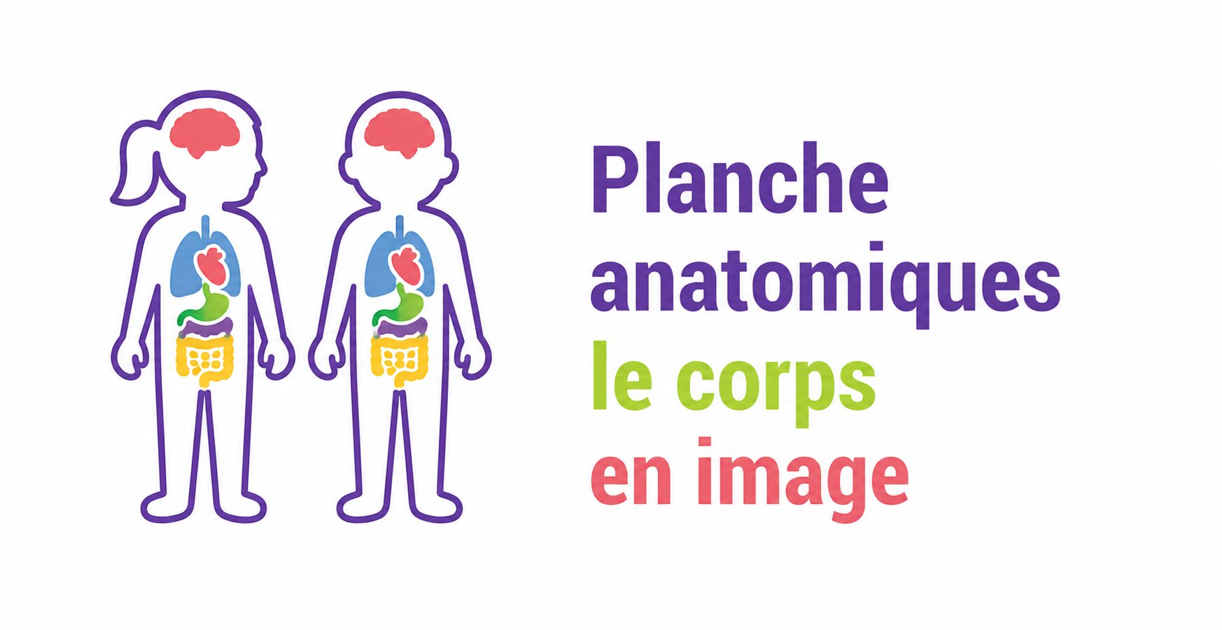 Planche anatomique le corps en image
