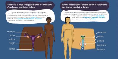 Pages de SCHEMAS-ANATOMIQUES-entre-les-jambes-2-5smnsu.pdf