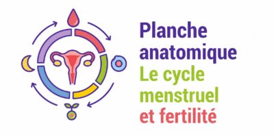 Planche anatomique Le cyle menstruel et la fertilité
