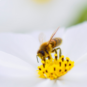 image abeille