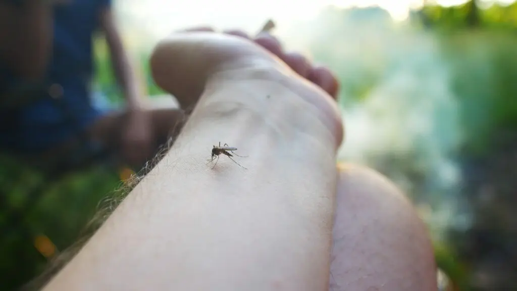 Piqûre de moustique