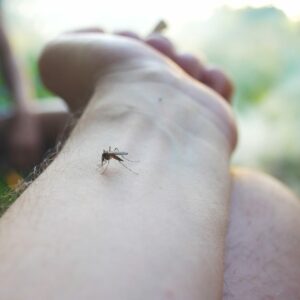 Piqûre de moustique